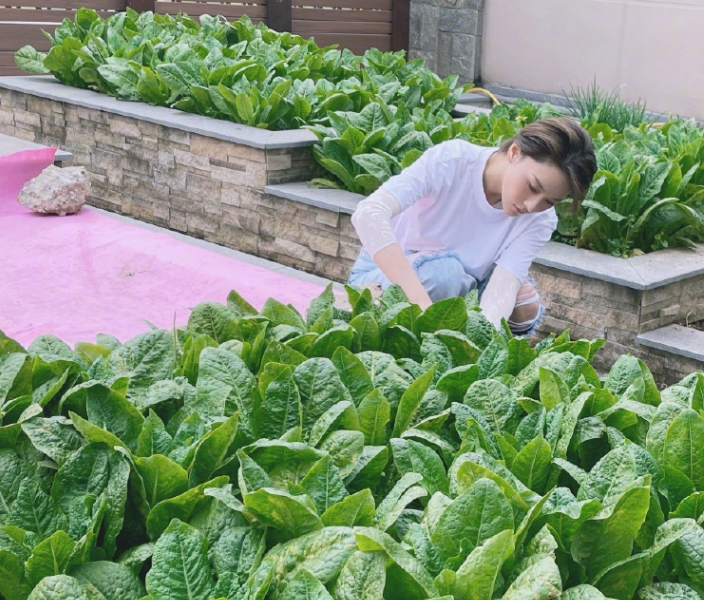 张馨予后院菜地里摘菜,何捷在旁抓拍她的绝美侧颜,时不时对着镜头比耶