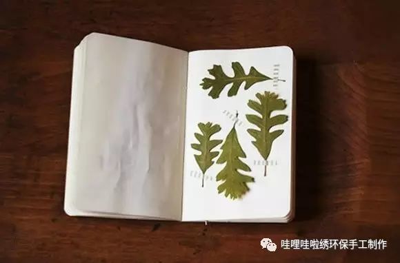 手工植物标本图片欣赏|人文吉林|永发魁手工作坊