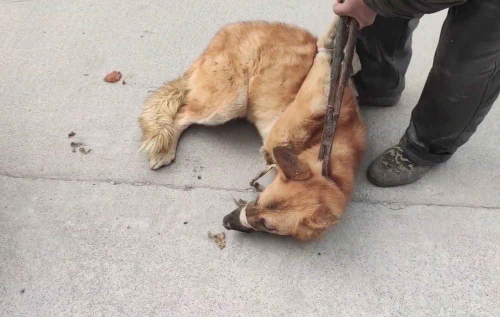 河南:狗狗被反绑准备送到狗肉馆,小伙不忍心,将狗肉车