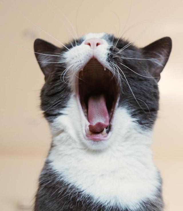 猫咪6岁相当于人的几岁原来它是这样换算的