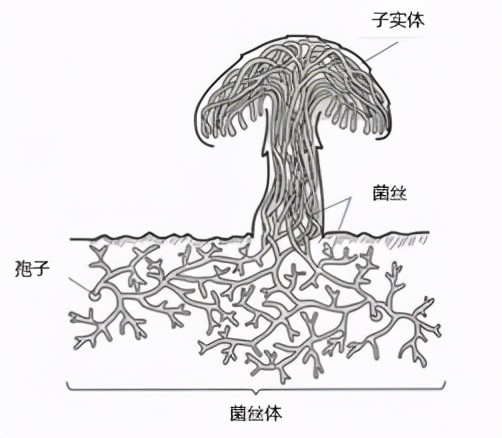 踏青?一起去寻那绚丽多彩的蘑菇(最全指南请收好)