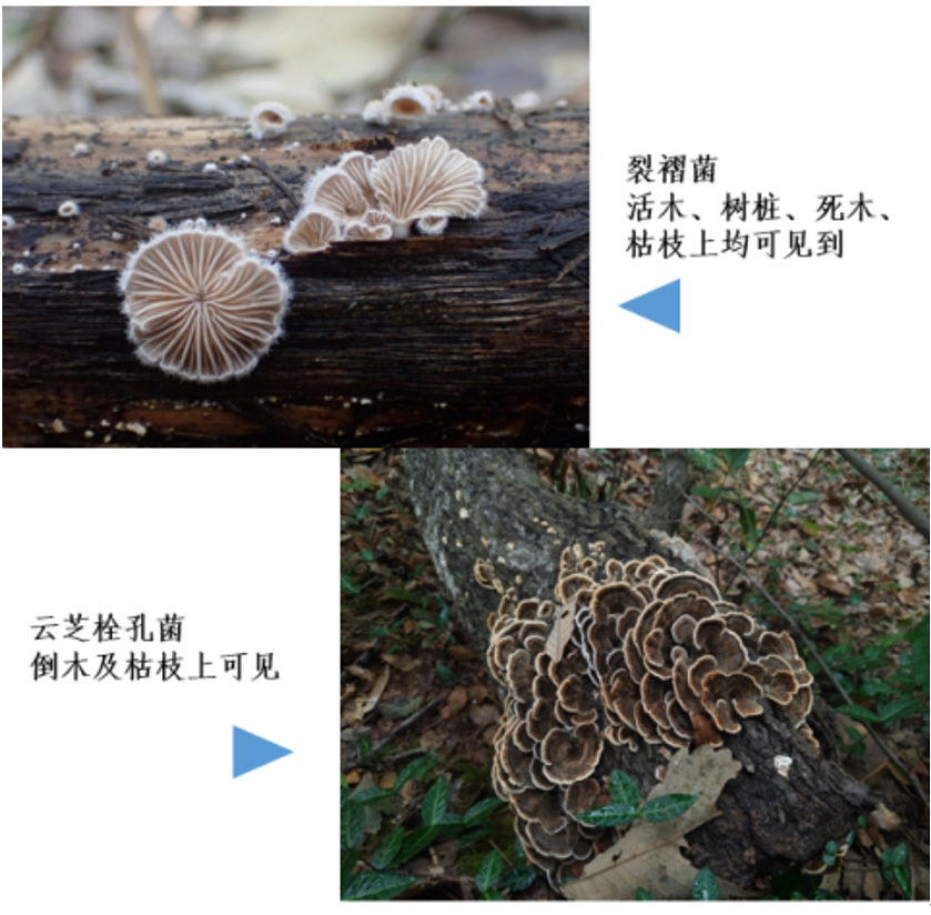 踏青?一起去寻那绚丽多彩的蘑菇(最全指南请收好)