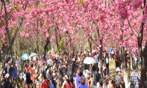 惊艳富川!神剑石林景区首届樱花旅游艺术节盛大开幕!门票免费无限送!