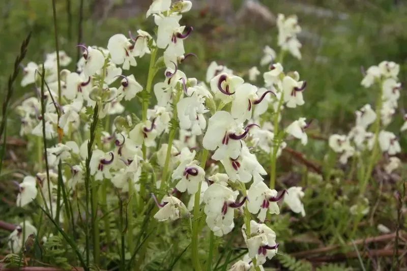 野胡麻 花果期:5月中旬—9月中旬 赏花地点:西海草原 35.伊贝母