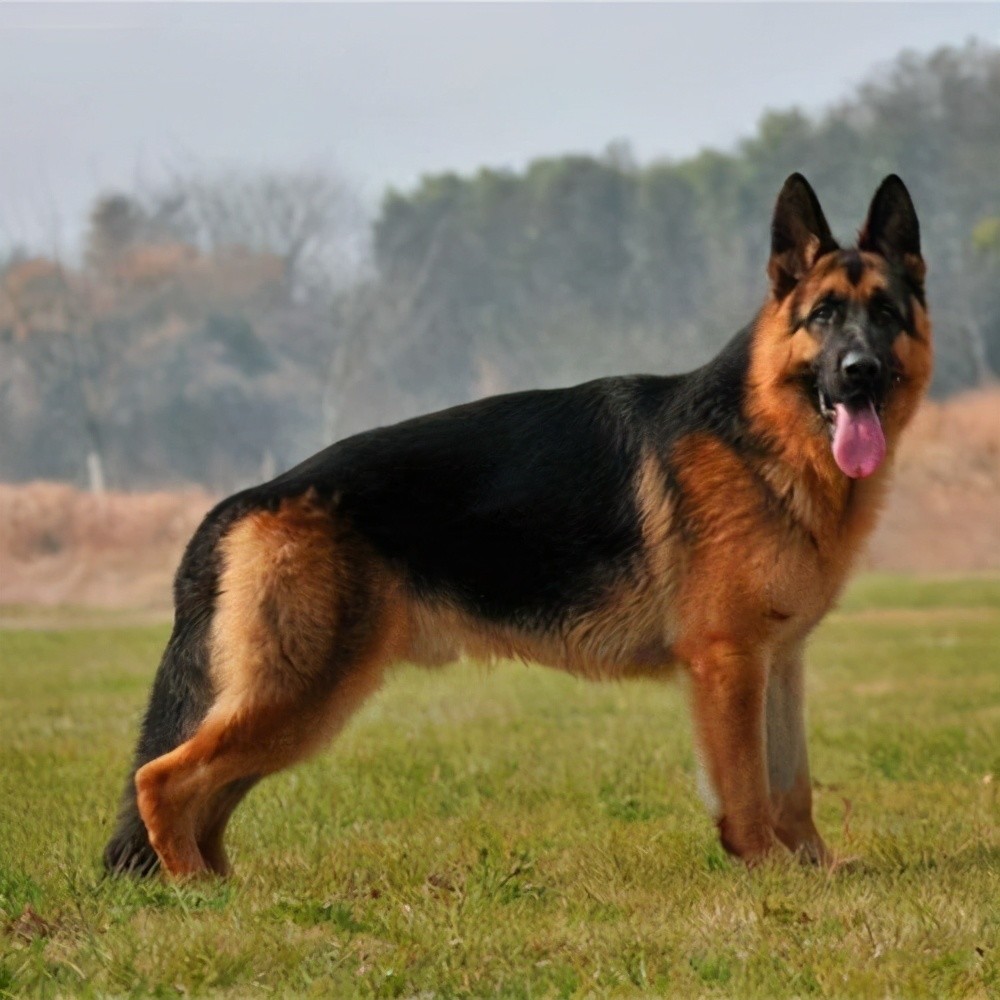 fci第1组:牧羊犬和牧牛犬组 代表犬种:边牧,德牧和马犬