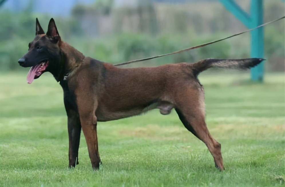 马犬(马里努阿犬)是比利时牧羊犬四个类型之一.