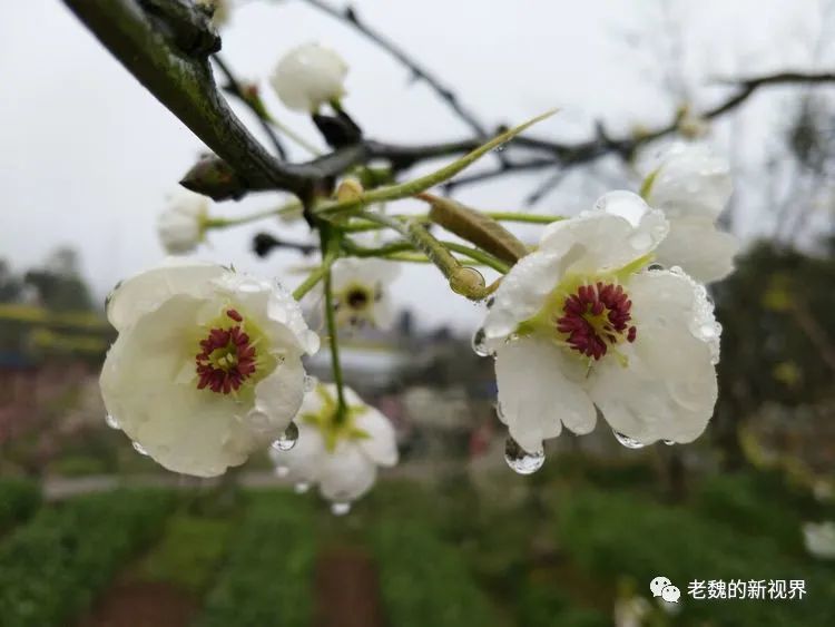 清明雨·梨花泪