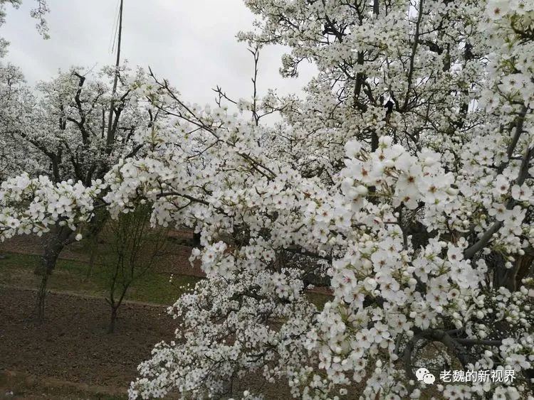 清明雨·梨花泪
