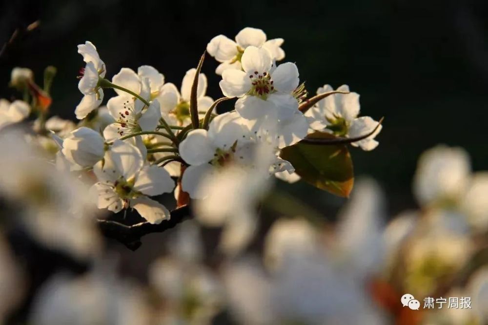 今年梨花节,你来了吗?