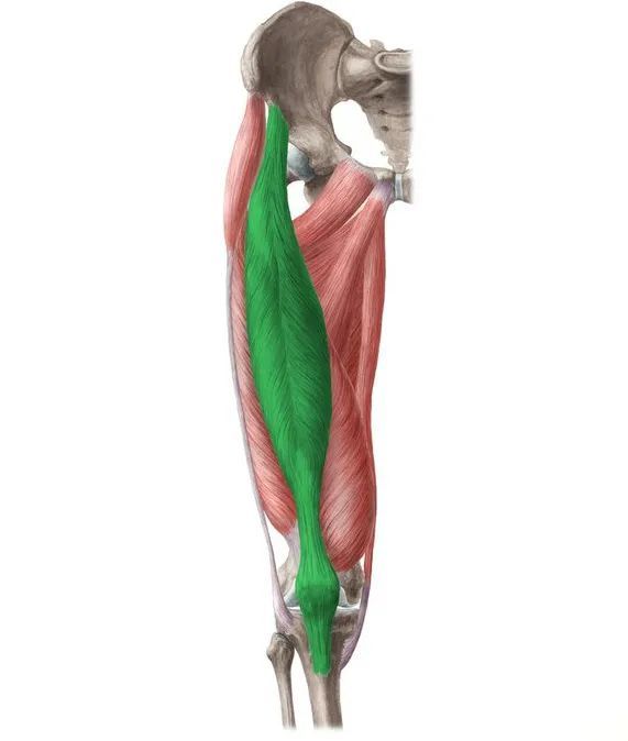 股四头肌解剖 1. 股直肌 起点:髂前下棘. 止点:胫骨粗隆.
