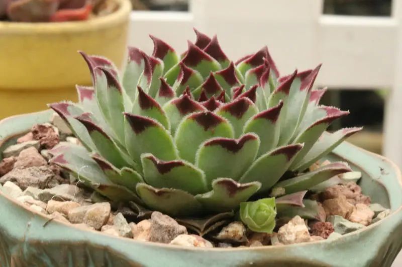 "凌樱" 景天科长生草属多肉植物,凌娟系列长生草,皮实