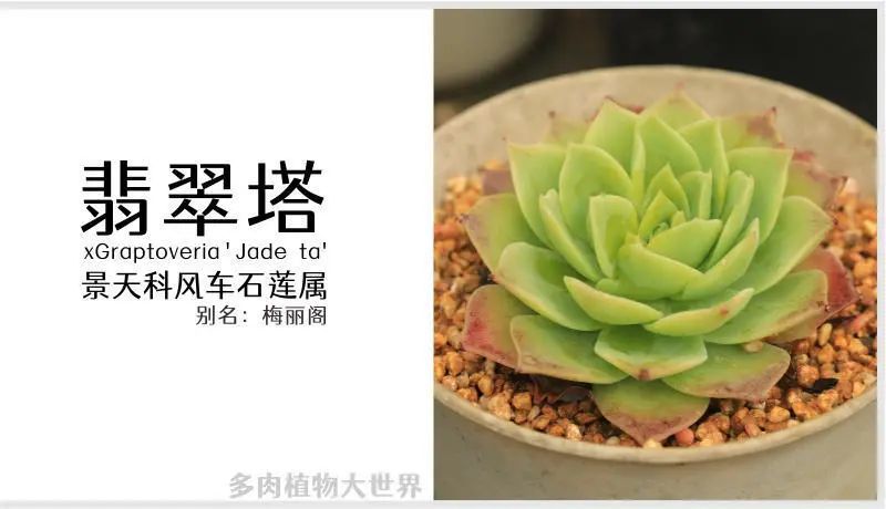 "翡翠塔"景天科风车石莲属多肉植物,小型品种,易养护