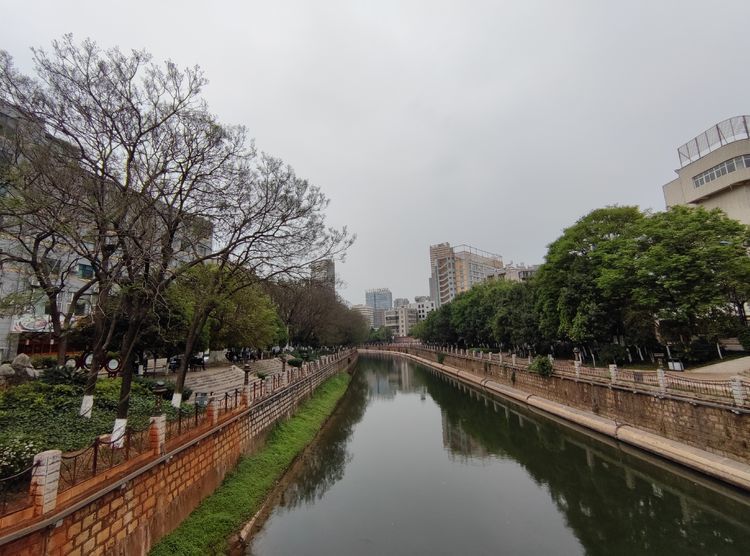 河水清幽,樱花飞舞,随走昆明盘龙江,我们走进最美人间