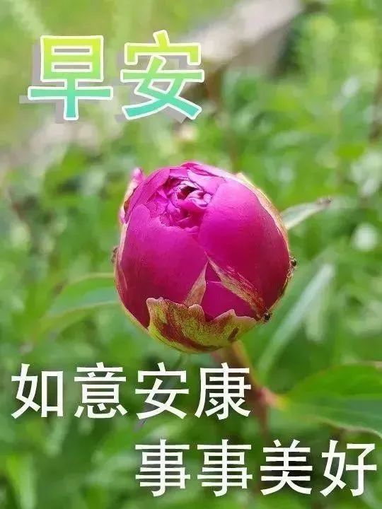 最新漂亮的微信早上好鲜花问候图片,2021年清晨阳光祝福语温馨