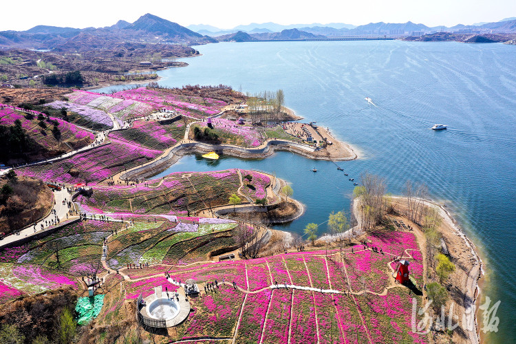 2021年4月4日,河北省迁西县雨花谷景区芝樱花竞相开放,花团锦簇,色彩