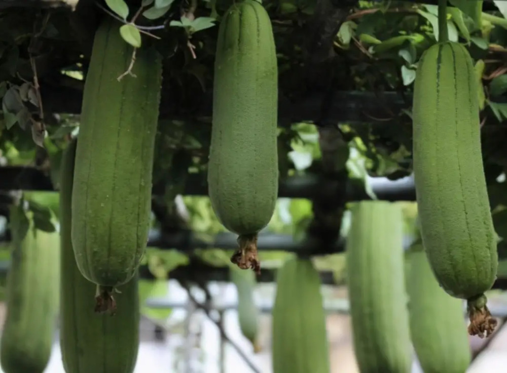 水瓜露地栽培管理技术采收时间非常之长种植简单产量高