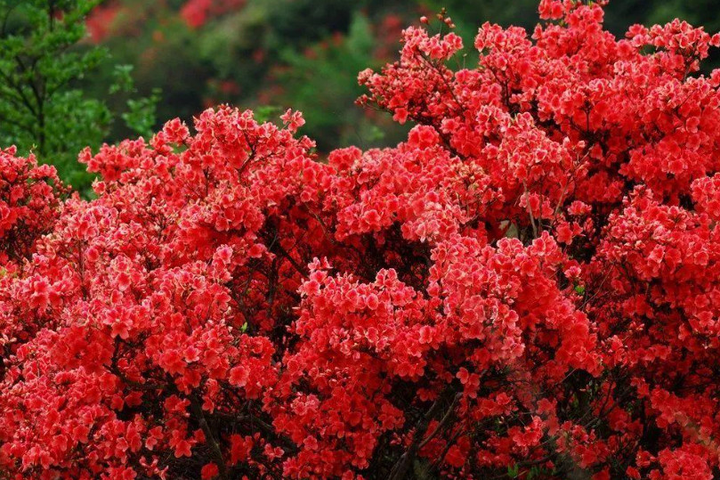 广东风景旖旎赏花地,杜鹃花开红满天,位于三地交界处