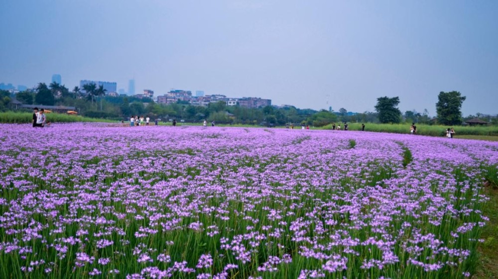 海珠湖那片紫色韭菜花,一群让人无限倾心的精灵