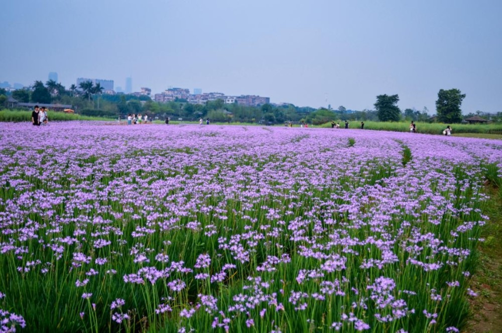 海珠湖那片紫色韭菜花一群让人无限倾心的精灵