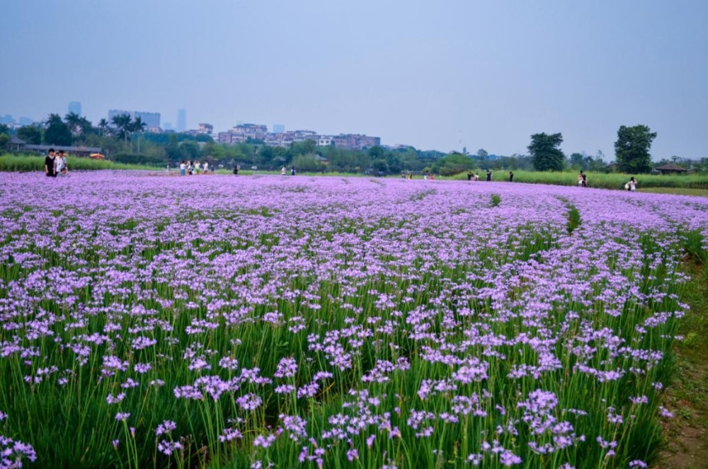 海珠湖那片紫色韭菜花,一群让人无限倾心的精灵