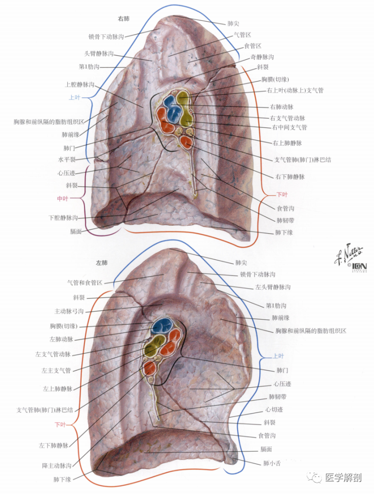 人体解剖学:呼吸器|肺