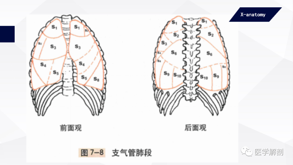 人体解剖学呼吸器肺