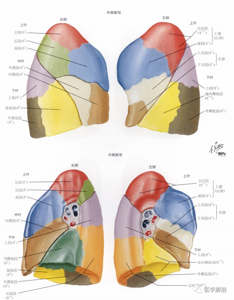 人体解剖学:呼吸器|肺