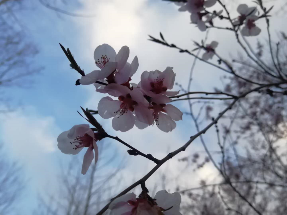 春风不解风情,吹动股友的心