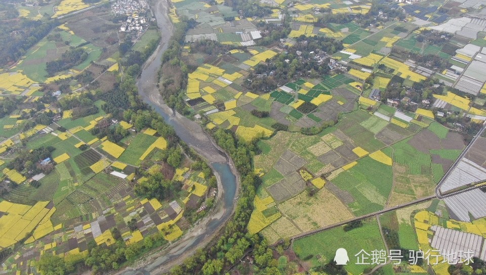 成都平原的油菜花田一彭州桂花镇