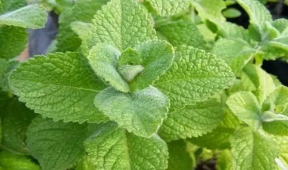 也叫毛茸薄荷(woolly mint),香薄荷,为薄荷属下的一个种.