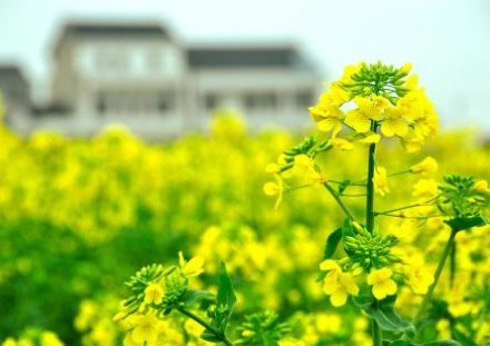 春天踏青说说句子