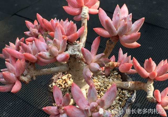 蓝黛莲老桩