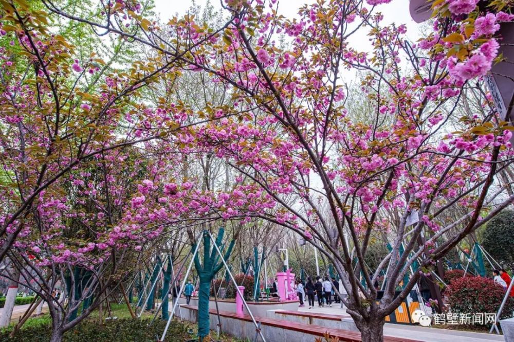 鹤壁的樱花有多美?假期来最美樱花大道看看你就知道了!