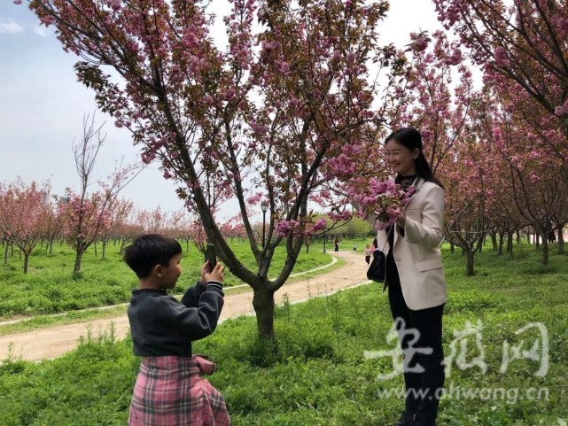 即日起固镇县谷阳城遗址公园邀请您来赏樱花