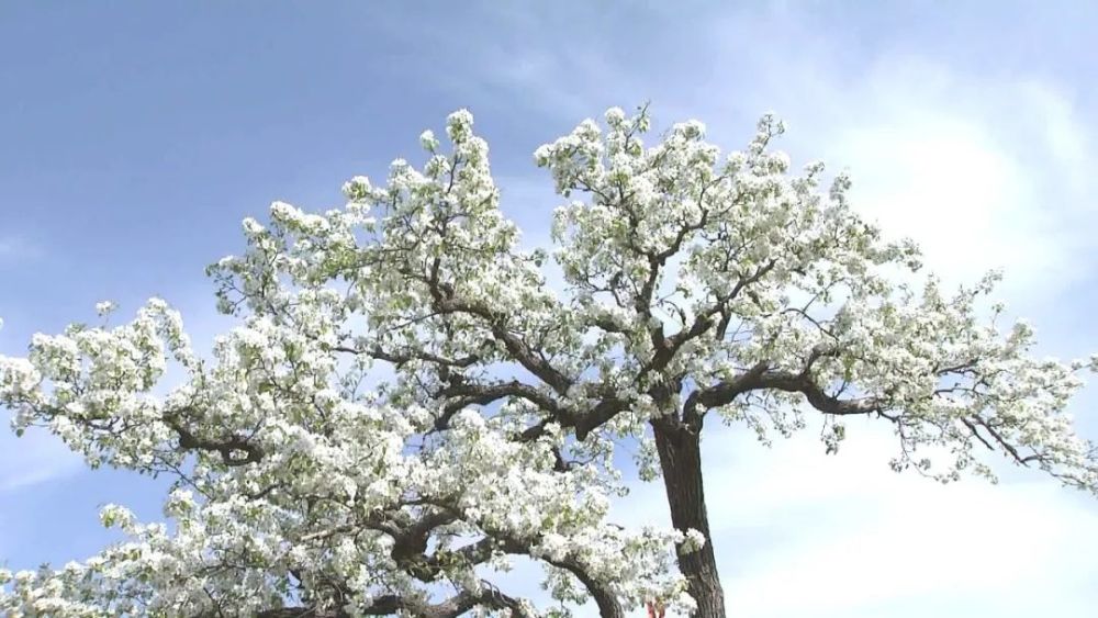 玉田:梨花盛开 静待客来