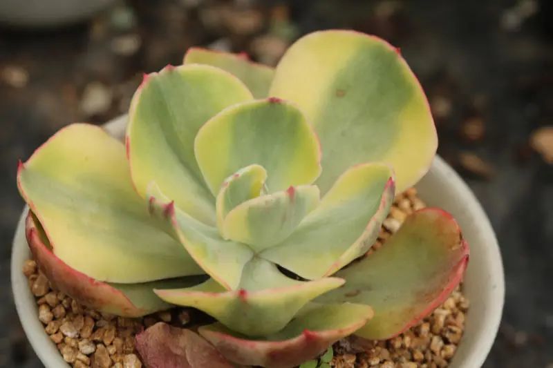 "夕阳牡丹锦"景天科拟石莲花属多肉植物,中型锦斑品种