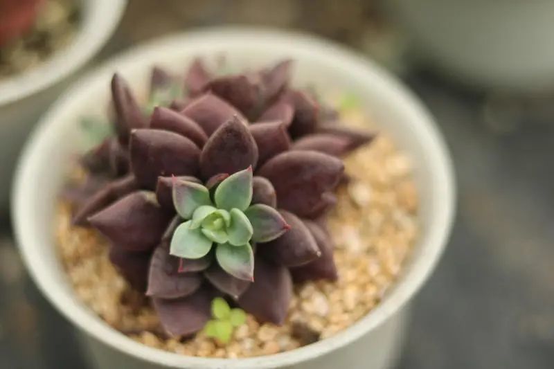 「因地卡」景天科石莲属多肉植物,紫褐色小型种,易群生