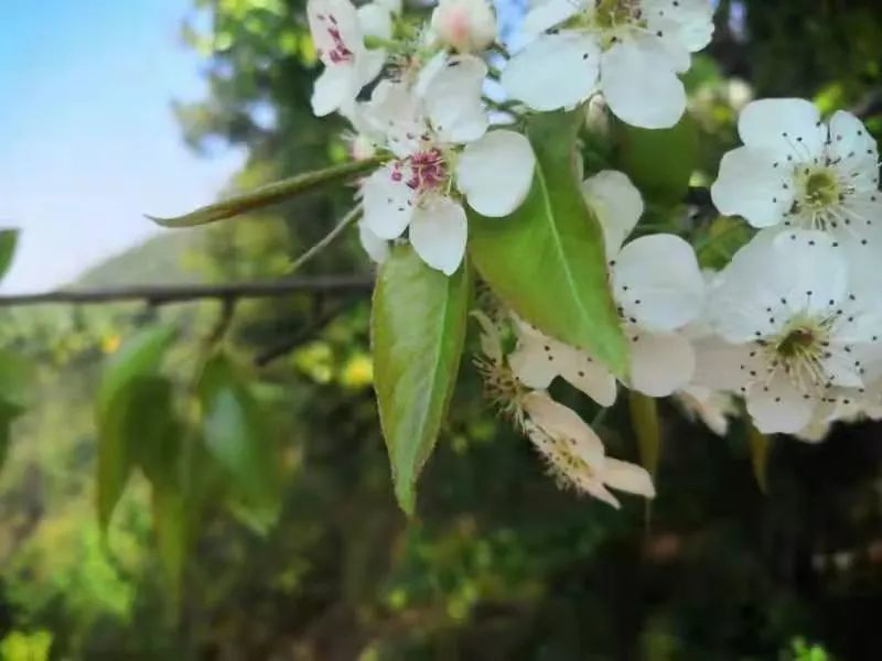 【美景】普洱墨江:春花烂漫正当时"醉"美春光惹人怜!