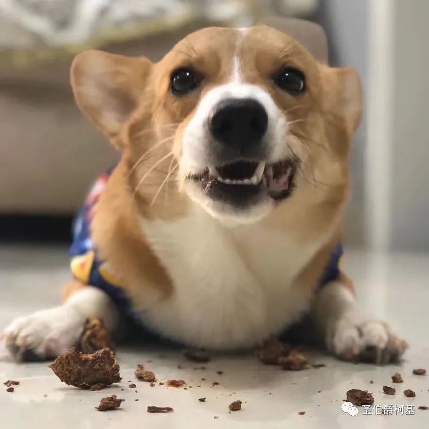 狗狗护食严重?多半是主人的错!