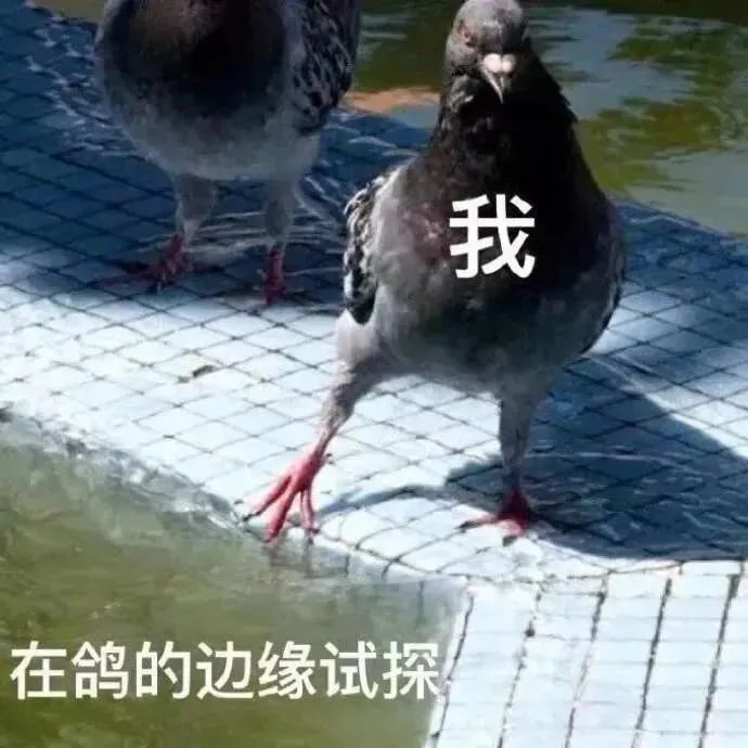 表情包:一组鸽王表情,都是兄弟我怎么会鸽你呢