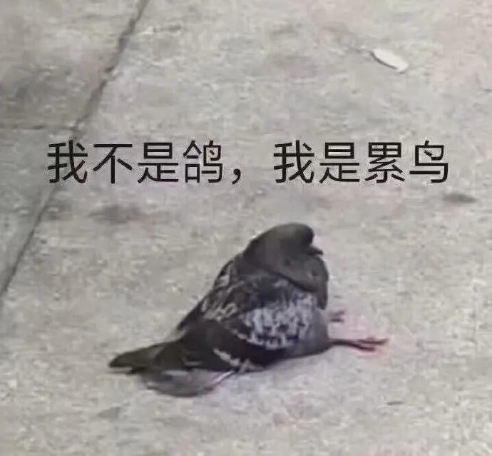 表情包:一组鸽王表情,都是兄弟我怎么会鸽你呢