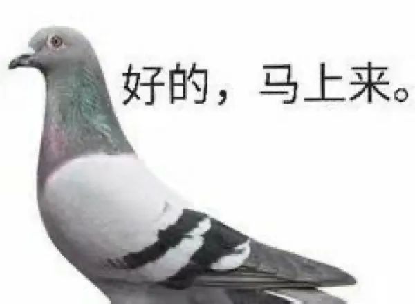 表情包:一组鸽王表情,都是兄弟我怎么会鸽你呢