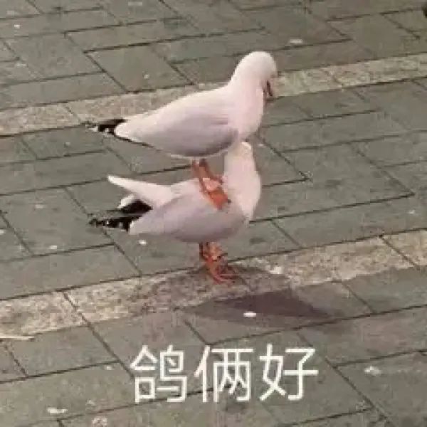 表情包:一组鸽王表情,都是兄弟我怎么会鸽你呢