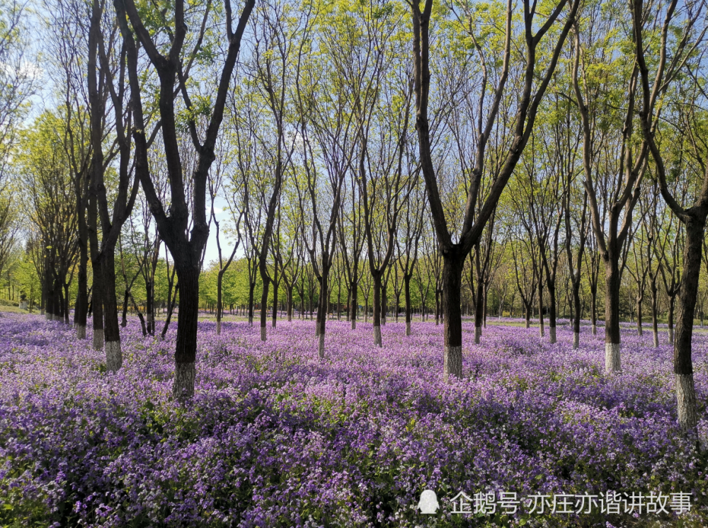 春天北京赏花的好地方,小红门鸿博公园