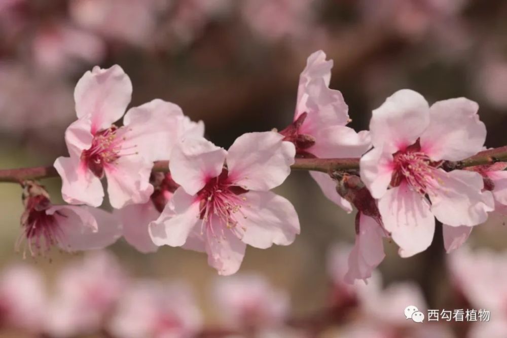 北京的桃花:直枝型品种群