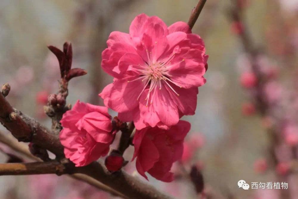 北京的桃花直枝型品种群