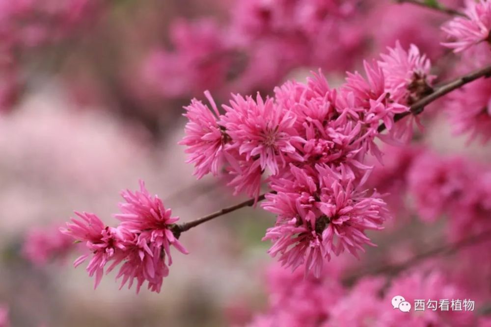 北京的桃花直枝型品种群