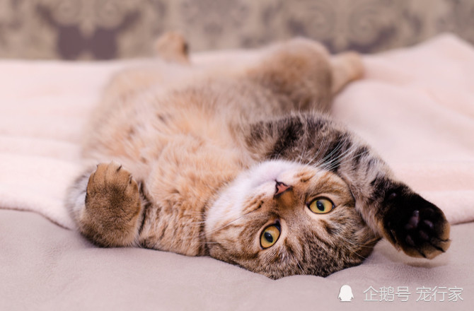 猫咪开心的7个迹象,来看看你家猫是否开心和幸福吧!