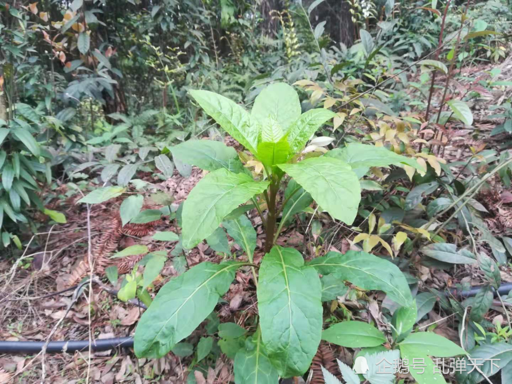 这株野菜叫野红参,可做汤可清炒