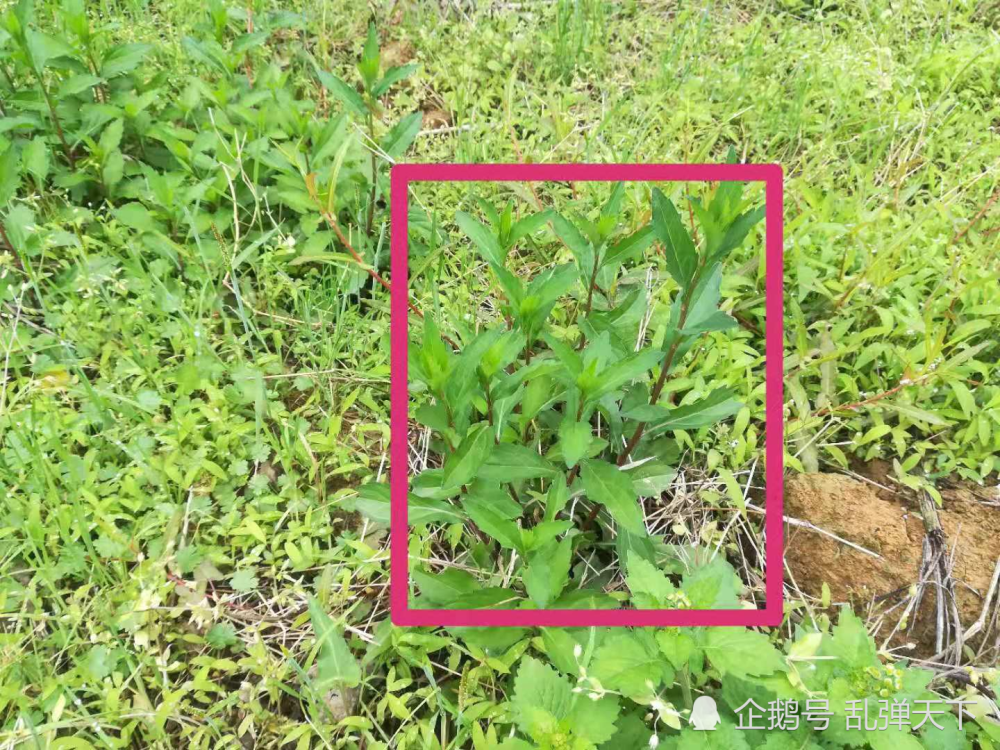 这种野菜叫鱼秋菜,清炒太苦,做汤,炒蛋不错